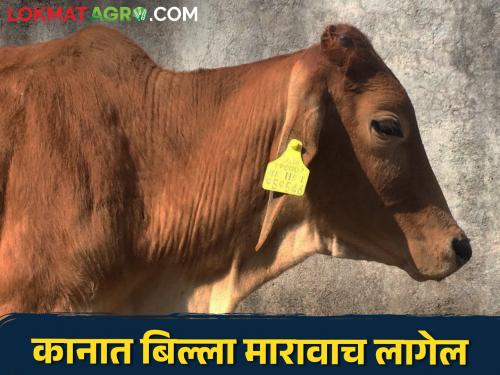 Attacks on livestock by wild animals; Forest department gets compensation according to market value but this has to be done | वन्य प्राण्यांकडून पशूंवर हल्ला; वन विभागाकडून मिळते बाजारमूल्यानुसार नुकसानभरपाई पण हे करावे लागेल