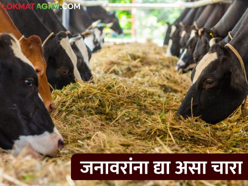 How to give fodder to increase milk production of animals | जनावरांच्या दुध उत्पादन वाढीसाठी कसा द्याल चारा