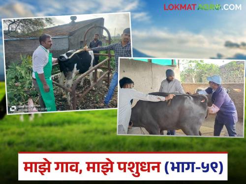 To get calf a year in cow and buffalo routine pregnancy diagnosis is must | गाईचे वर्षाला तर म्हशीचे सव्वा वर्षाला एक वेत घेण्यासाठी ही तपासणी कराच