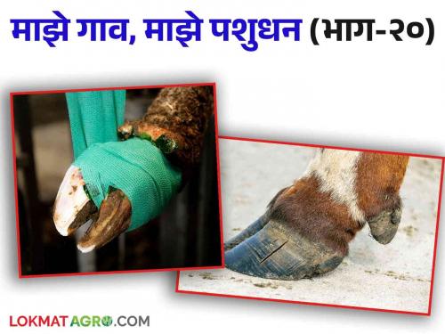 Why do animals limp in monsoon? How to take care of hooves | Animal Care Tips : पावसाळ्यात जनावरे का लंगडतात? कशी घ्याल खुरांची काळजी