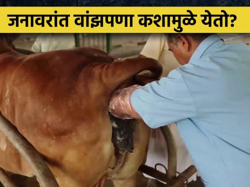 Infertility problems in livestock and their solutions | जनावरावरील वांझपणा समस्या आणि त्यावरील उपाययोजना