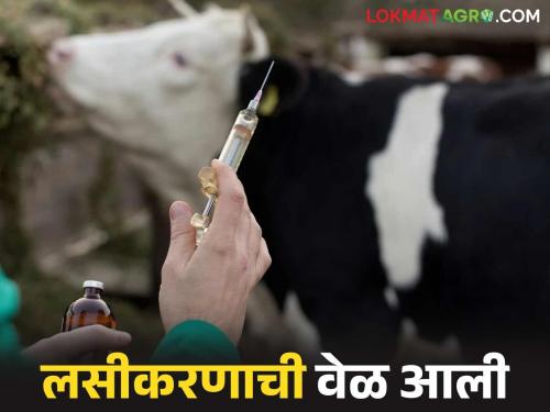 Give this shield to livestock to protect them from life threatening diseases | जीवघेण्या आजारांपासून जनावरांचे संरक्षण करण्यासाठी पशुधनास द्या हे कवच