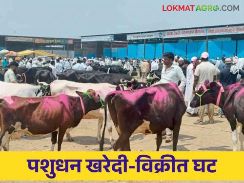 Latest News Tenfold decrease in livestock buying and selling transactions after Corona, read in detail  | Agriculture News : कोरोनानंतर पशुधन खरेदी विक्री व्यवहारात दहापट घट, वाचा सविस्तर 