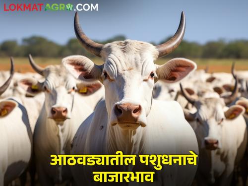 Latest News livestock market prices for week kalyan bajar | कल्याण बाजारात पशुधनाला काय बाजार मिळाला, आठवड्यातील पशुधनाचे बाजारभाव 