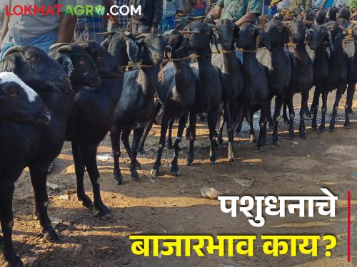 Latest News Todays Market Price of livestock see details | पशुधनाचे बाजारभाव काय? जाणून घ्या सविस्तर 