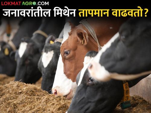 How is methane gas produced in animals and how is it excreted? | जनावरांमध्ये मिथेन वायू कसा तयार होतो व तो कसा शरीराबाहेर टाकला जातो?