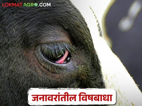 Do not do this if you want to avoid animal poisoning | जनावरांच्यातील विषबाधा टाळायची असेल तर हे करू नका