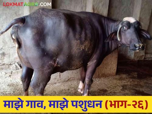 what exactly is uterine torsion in cows and buffaloes and what causes it Read in detail | गाई-म्हशीमध्ये गर्भाशयाचा पीळ म्हणजे नक्की काय आणि हे कशामुळे होते वाचा सविस्तर