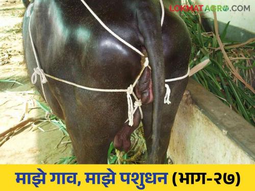 Why does the Prolapse of uterus livestock? How to do the solution read in detail | गाई म्हशीचे मायांग का बाहेर पडते? कसे कराल उपाय वाचा सविस्तर