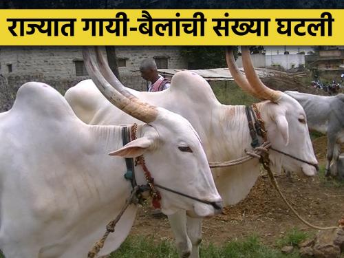 Population is increasing, but livestock is decreasing | लोकसंख्या वाढत आहे, पण पशुधन घटतेय