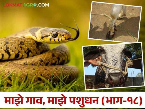 How do you know if an livestock has been bitten by a snake? How to avoid this | जनावरांना साप चावला हे कसे ओळखाल? यापासून कसा कराल बचाव