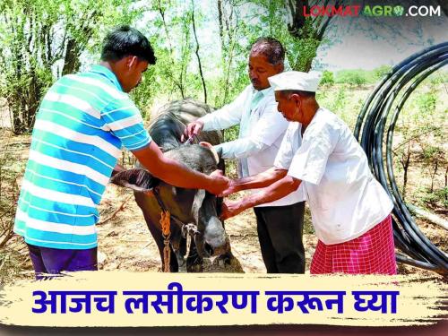 Livestock Vaccination; Farmers, get animals vaccinated before monsoon? | Livestock Vaccination शेतकऱ्यांनो, जनावरांना मान्सूनपूर्व लसीकरण करून घ्या?