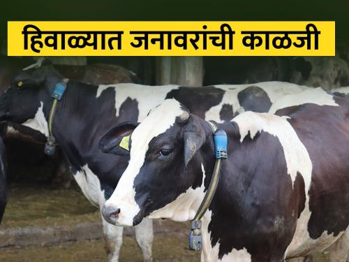 How to take care of dairy livestock in winter season? | दुध उत्पादन वाढविण्यासाठी दुधाळ जनावरांची हिवाळ्यात कशी काळजी घ्यावी?