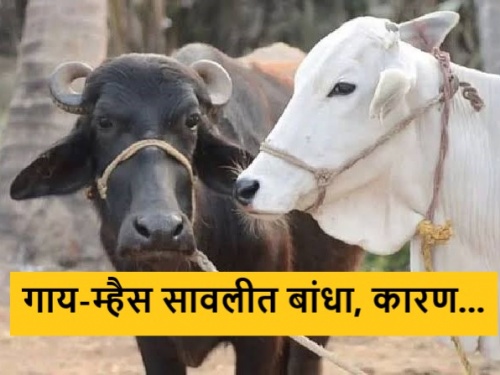 Latest News Fear of decreased immunity along with milk production due to hot weather | गाय-म्हैस सावलीत बांधा, अन्यथा दूध आणि रोगप्रतिकारशक्तीवर होईल परिणाम 