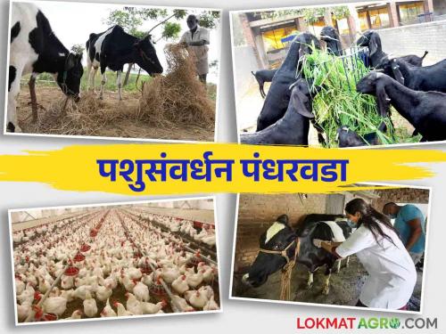 Animal Husbandry Fortnight in the State; Livestock treatment will solve the problems of livestock keepers | राज्यात पशुसंवर्धन पंधरवडा; पशुधन उपचार, पशुपालकांच्या अडचणी सोडविणार