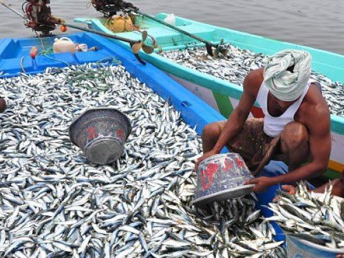 Kej culture: Emphasis now on cage technology for fish production | cage culture: मत्स्य उत्पादनासाठी आता पिंजरा तंत्रज्ञानावर भर