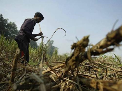 In the run-up to the galap season, Mukadam, Ustod laborers warn of a statewide strike | गाळप हंगामाच्या तोंडावर मुकादम, उसतोड मजूरांचा राज्यव्यापी बंदचा इशारा 