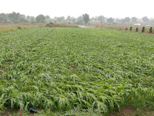 A huge crisis on farmers! Heavy unseasonal rains have washed away rabi crops | शेतकऱ्यांवर अस्मानी संकट! जोरदार अवकाळी पावसाने केली रब्बी पिकांची राखरांगोळी