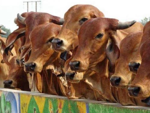 Only 2 days left to apply for animal husbandry schemes | पशूसंवर्धन विभागाच्या योजनांना अर्ज करण्यासाठी उरले केवळ २ दिवस