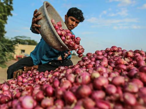 Onion farmers in the state will get a subsidy of Rs 350 per quintal, these farmers will be eligible... | राज्यातील कांदा उत्पादक शेतकऱ्यांना मिळणार प्रतिक्विंटल ३५० रुपये अनुदान, हे शेतकरी असणार पात्र...