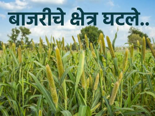 Due to lack of rain, the area decreased, the price of millet is likely to increase | पावसाअभावी क्षेत्र घटले, बाजरीचे भाव वाढण्याची शक्यता