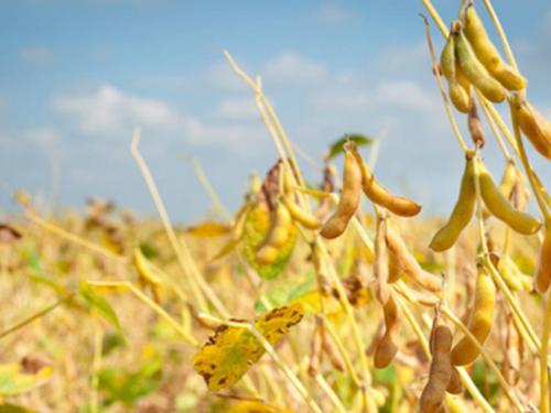 Soybeans are about to be harvested; But the farmers did not get any labour | सोयाबीन आले कापणीला; पण शेतकऱ्यांना मजूर काही मिळेना