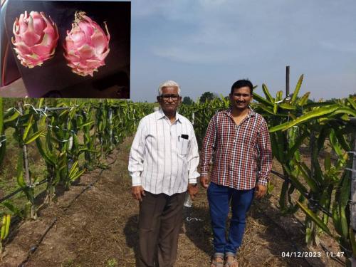 Cultivating dragon fruit in 2 acre beside sugarcane, this farmer is earning lakhs every year | ऊसाला बगल देत २ एकरात ड्रॅगन फ्रूटची लागवड, वर्षाकाठी हा शेतकरी कमावतोय लाखो