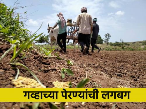 Farmers rush to plant wheat in sugarcane fields | उसाच्या शेतात गव्हाचा पेरा घेण्यासाठी शेतकऱ्यांची लगबग