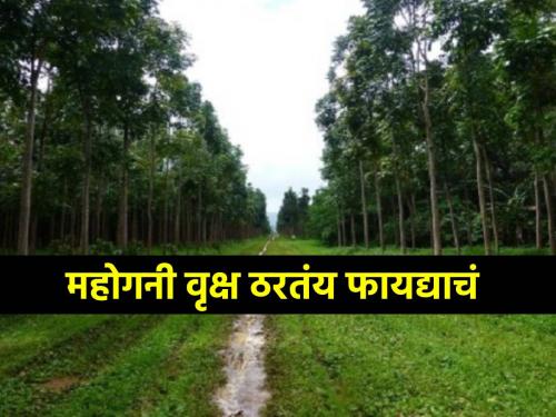 Mahogany tree is giving rich income to the farmers, the farmers of this village planted it on 65 acres | महोगनी वृक्ष देतोय शेतकऱ्यांना भरघोस उत्पन्न, या गावातील शेतकऱ्यांनी केली ६५ एकरावर लागवड