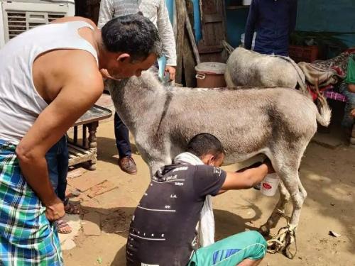 Donkey milk Rs 1350 per litre! | अबब... गाढविणीचे दूध १३५० रुपये लीटर