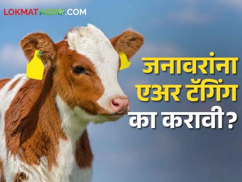 dairy animals Ear Tagging what are the benefits of air tagging animal husbandry department | Ear Tagging : शेतकऱ्यांनो, जनावरांना इअर टॅगिंग केल्याचे काय होतात फायदे? वाचा सविस्तर