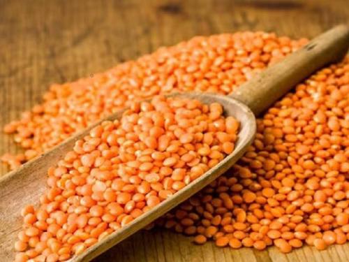 Why has import of lentil pulses decreased in India? | भारतात मसूर डाळीची आयात का घटली?