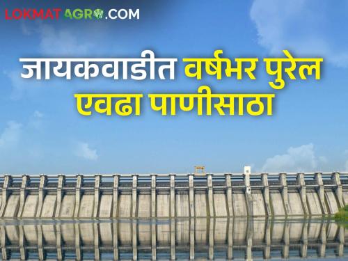 What is the status of drinking water in Jayakwadi for a whole year? | जायकवाडीत पिण्यासाठी वर्षभर पुरेल एवढा पाणीसाठा, काय आहे स्थिती?