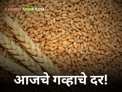 How much did wheat get in the state today? | आज राज्यात गव्हाला किती मिळाला दर?
