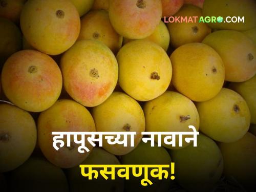 pune market yard mango selling fraud Isnt the Hapus named Ratnagiri Devgad from Karnataka | पुण्यात हापूसच्या नावाने फसवणूक! रत्नागिरी-देवगडच्या नावाने घेतलेला हापूस कर्नाटकचा तर नाही ना?