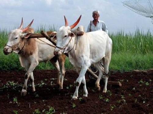 Crowd at agricultural centers to buy seeds, fertilizers | बी-बियाणे, खते खरेदीसाठी कृषी केंद्रांवर गर्दी