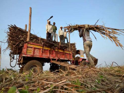 During the fall season, 19 sugar mills will be exhausted... | १९ कारखान्यांची यंदाच्या गळीत हंगामात होणार दमछाक..