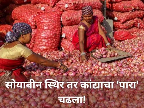 Soybeans rates are stable while onion rates rises today market price market yard | सोयाबीन स्थिर तर कांद्याचा 'पारा' चढता! जाणून घ्या आजचे बाजारभाव