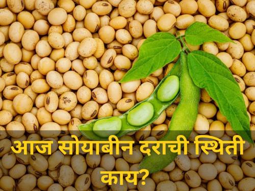 soybean market rate market yard maharashtra agriculture farmer diwali festival | आज सोयाबीन दराची स्थिती काय? जाणून घ्या बाजारभाव