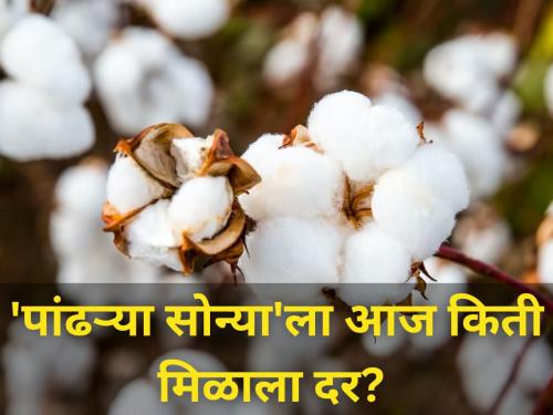 cotton market yard price today maharashtra agriculture farmer soybean onion | 'पांढऱ्या सोन्या'ला आज किती मिळाला दर? जाणून घ्या बाजारभाव