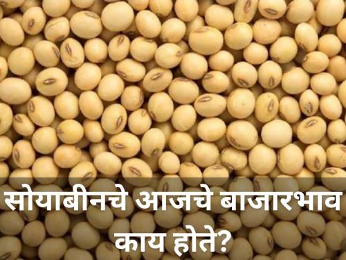 market price of soybeans rates in market yard agriculture farmer onion | सोयाबीनचे आजचे बाजारभाव काय होते? जाणून घ्या सविस्तर