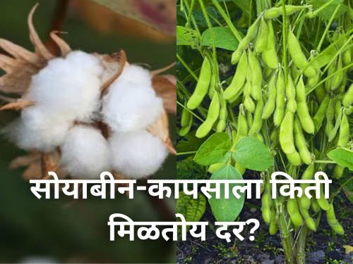 Soybean Cotton market yard price central government export oil farmer product rate | सोयाबीन-कापसाला किती मिळतोय दर? जाणून घ्या सविस्तर