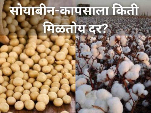 market yard price rates of soybean cotton on diwali festival farmer agriculture | दिवाळीच्या तोंडावर सोयाबीन-कापसाला किती मिळतोय दर?