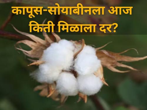 maharashtra market yard cotton soybeans market committee diwali festival farmer | कापूस-सोयाबीनला आज बाजार समितीत किती मिळाला दर?