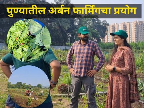 successful experiment of urban farming in pune city vadgain mrudgandh abheejit tamhane and pallavi pethkar | मृदगंध : पुण्यातील गगनचुंबी इमारतीच्या जंगलातील अर्बन फार्मिंगचा यशस्वी प्रयोग