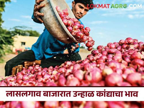 Latest News Todays Onion Market price in nagpur kanda market yard check here | Kanda Bajarbhav : नागपूर बाजारात पांढऱ्या कांद्याला काय भाव मिळाला? वाचा आजचे बाजारभाव