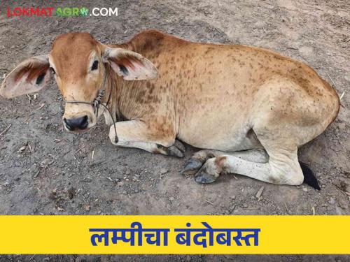 Lumpy Skin Disease : Prevent lumpy skin disease in animals with this simple solution | Lumpy Skin Disease : जनावरांतील लम्पी त्वचा रोग वेळीच रोखा करा हे सोपे उपाय