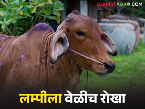 Lumpy Skin Disease : Farmers don't worry; treat 'this' to cure lumpy skin disease | Lumpy Skin Disease : पशुपालकांनो काळजी नको; लम्पी स्किन रोग बरा होण्यासाठी 'असे' करा उपचार
