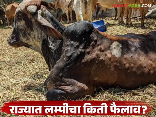 How widespread is Lumpy disease in the state? What is the situation? Read in detail | राज्यात लम्पी रोगाचा कोणत्या ठिकाणी किती फैलाव? काय आहे परिस्थिती? वाचा सविस्तर