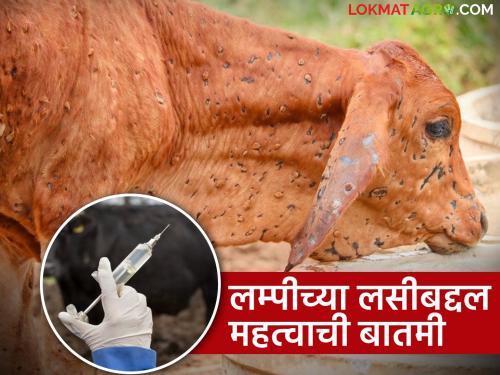 Important news about Lumpy's vaccine; If 'this' permission is given, 6 lakh doses of the vaccine will be produced in the state itself | लम्पीच्या लसीबद्दल महत्वाची बातमी; 'ही' परवानगी मिळाली तर राज्यातच लसीचे ६ लाख डोस तयार होणार